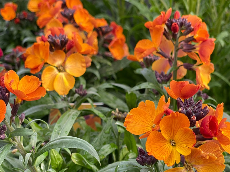 Erysimum Orange Merryhatton Garden Centre