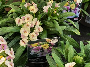 ERYSIMUM WINTER CHARM 2L