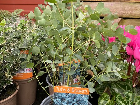 Eucalyptus Gunnii in V11 pot