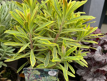 Euphorbia Ascot Rainbow in 2L pot