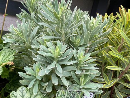 Euphorbia Silver Edge 2L