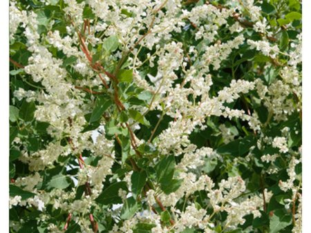 Fallopia Polygonum Balshuanicum