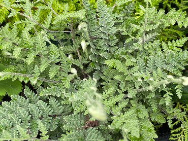 Fern Chelianthes media Tormentosa