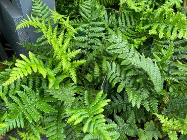 Fern Dryopteris Affinis