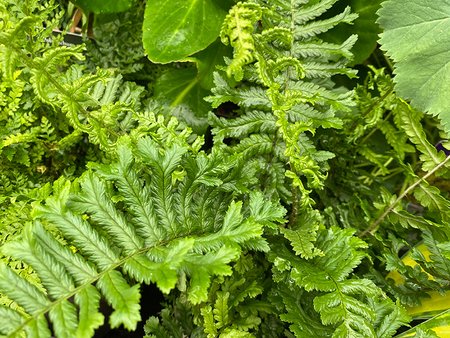 Fern Dryopteris Cristata The king