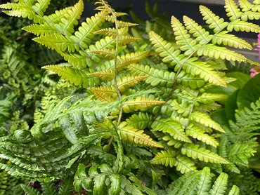 Fern Dryopteris Jurassic Gold