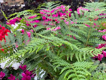 Fern Evergreen Brauns Holly in 2L pot