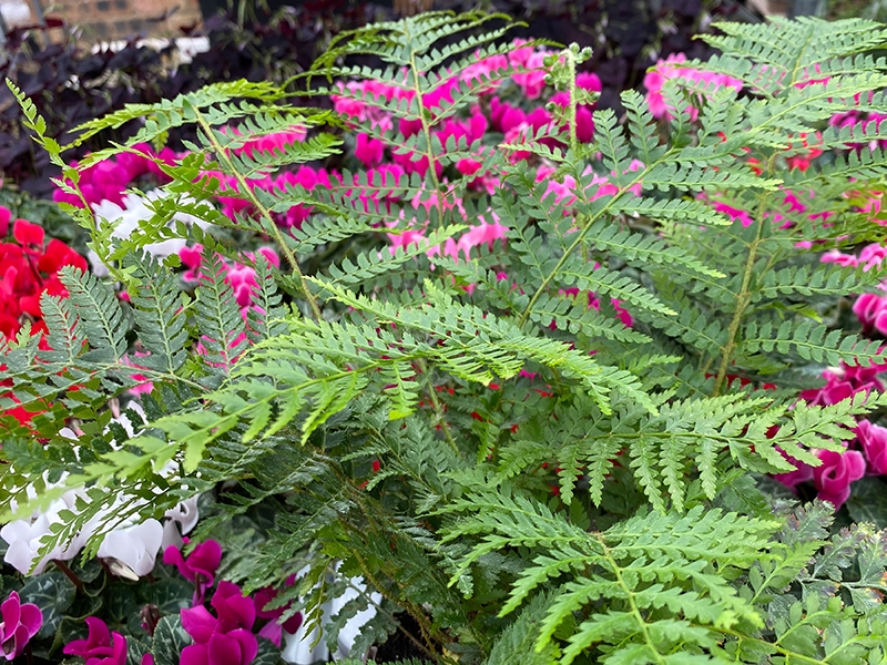 Fern Evergreen Brauns Holly in 2L pot - Merryhatton Garden Centre