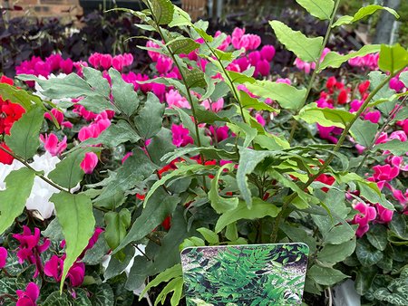 Fern Evergreen Fortunes Holly in 2L pot