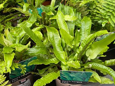 Fern Evergreen Harts Tongue in 2L pot