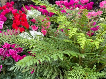 Fern Evergreen Soft Shield (Herrenhausen) in 2L pot