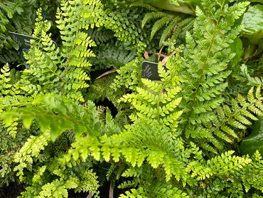 Fern Polystichum setiferum Herrenhausen