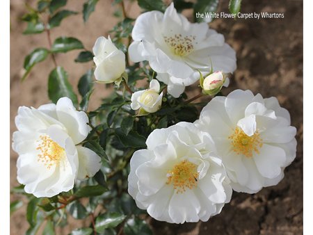 Flower Carpet White