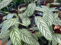 Foliage Plants