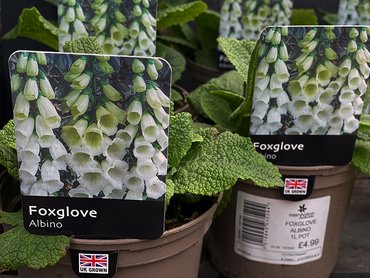 FOXGLOVE ALBINO 1L