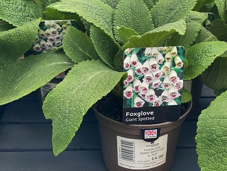 FOXGLOVE GIANT SPOTTED 1L