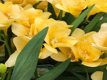 Freesia Lovely Cream in 1.5L pot