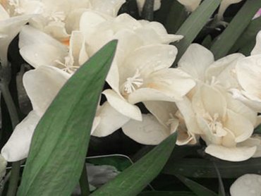 Freesia Lovely White in 1.5L pot