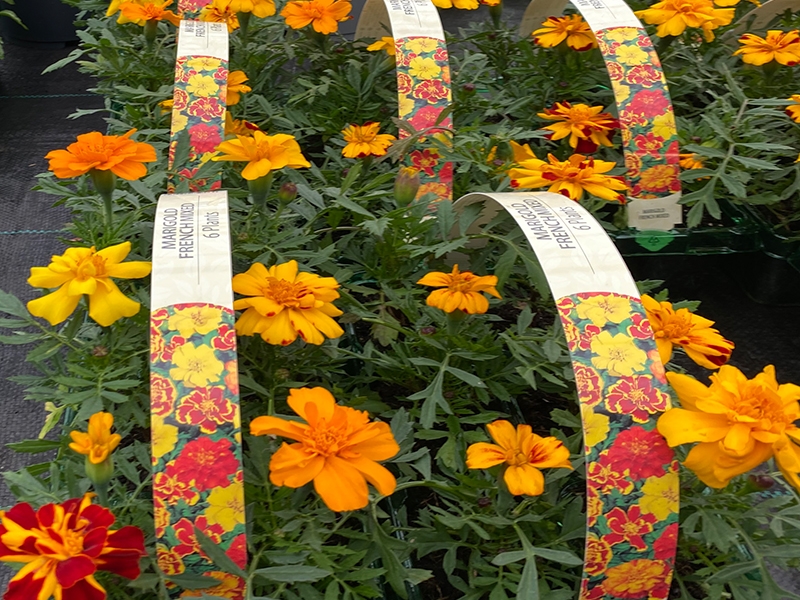 French Marigold Mxd Standard Bedding 6pk Merryhatton Garden Centre