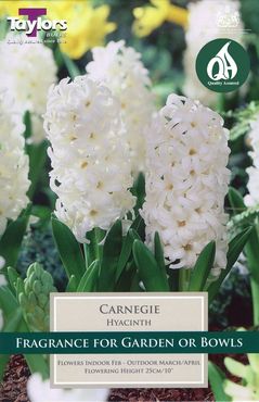 Garden Hyacinth Carnegie