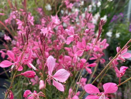 Gaura Walbertons Flamingo  in 2L pot