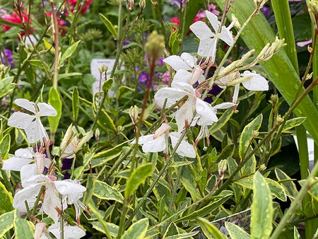 Gaura Walbertons Gold Fountain  in 2L pot