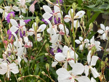 Gaura Walbertons Snow Fountain in 2L pot