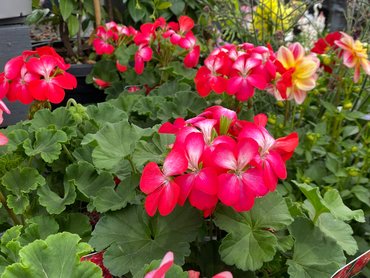 Geranium Bunny Cherry Ice in 1L pot