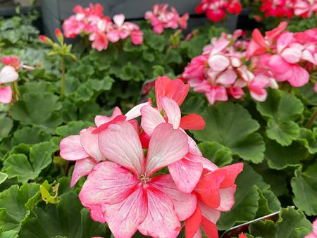 Geranium Bunny Pink Ice  in 1L pot