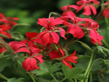 Geranium   Trailing Dark Pink   9cm pot