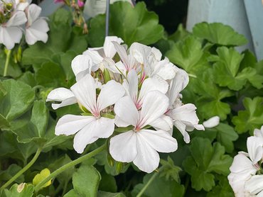 Geranium Trailing White  in 9cm pot