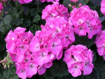 Geranium Upright Pink   9cm pot