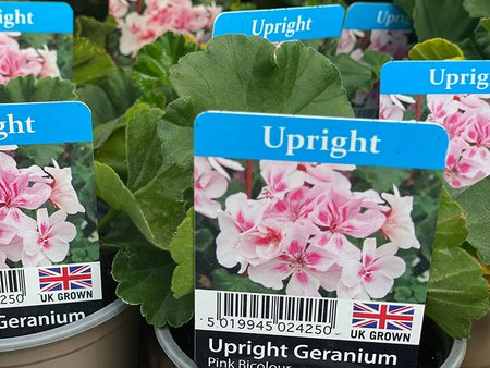 Geranium Upright Pink Bicolour  9cm pot