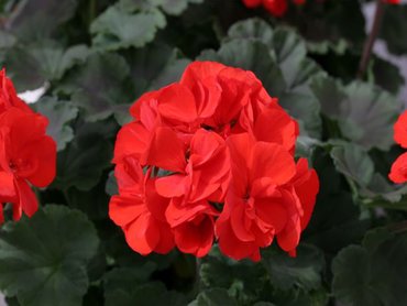 Geranium Upright Red   9cm pot