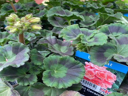 Geranium Upright Salmon  9cm pot