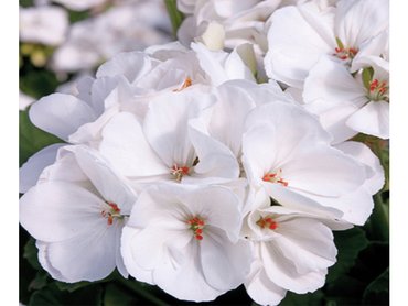 Geranium Upright White in 9cm pot