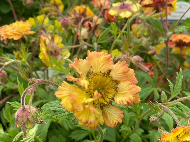 GEUM Can Can Merryhatton Garden Centre