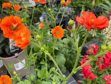 Geum Miss Clementine