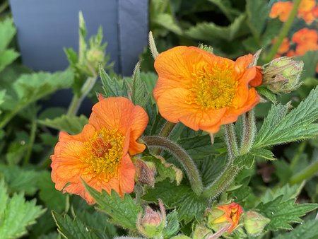 Geum Totally Tangerine 3L