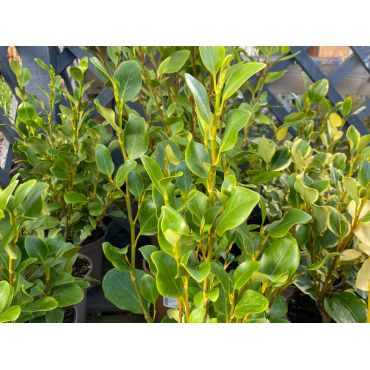 Griselina Littoralis 3L