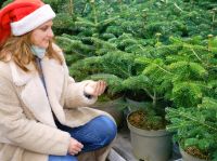Growing Christmas trees
