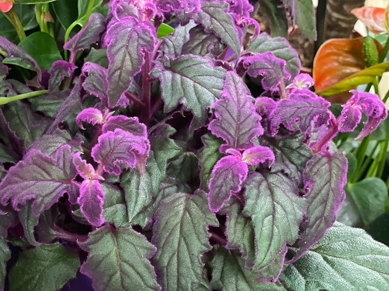 Gynura purple promo passion