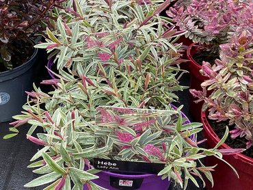 Hebe Lady Ann 2L