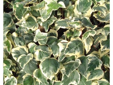 Hedera Canariensis Gloire De Marengo