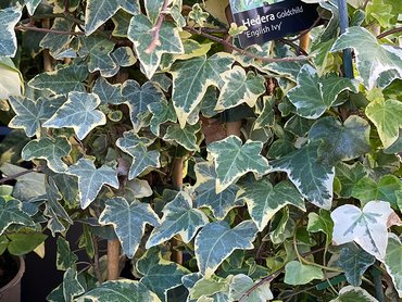 Hedera Helix Goldchild (Golden Child) in 3L pot