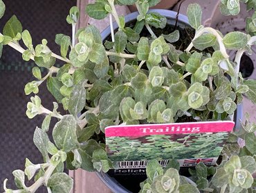 Helichrysum Silver Mini   9cm pot