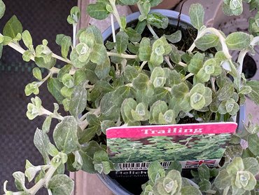 Helichrysum Silver Mini 9cm pot