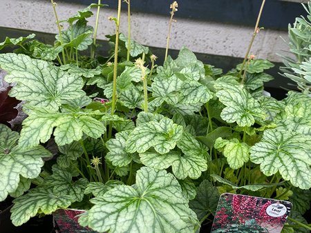 Heuchera Berry Timeless  in 1L pot