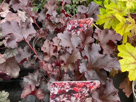 Heuchera Blackberry 2L