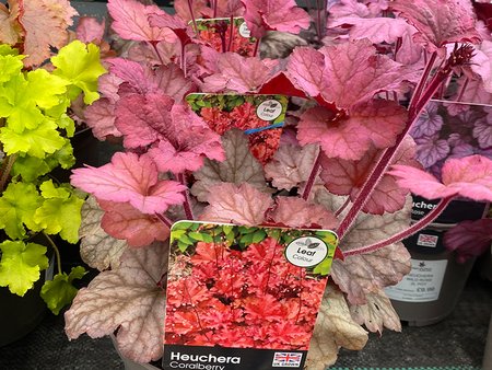 Heuchera Coralberry 2L